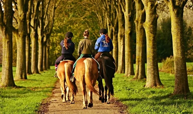 three woman riding horses down a trail with trees along the side